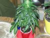 new grow 013.jpg