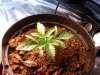 Afgan kush ryder PL2 @day 11.jpg