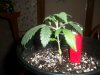 plant 1-  3 weeks old.jpg