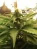 my frist grow 020.jpg