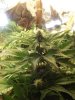 my frist grow 021.jpg