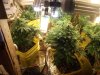 my frist grow 028.jpg