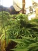 my frist grow 022.jpg