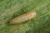 citrus_leafhopper_adult.jpg