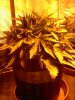 Afgan kush ryder PL1 @ day 22.jpg