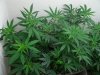 swiss bliss s.a.g.e. and ssh clones 003.jpg