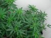 swiss bliss s.a.g.e. and ssh clones 004.jpg