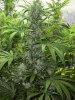 TrainXSweettooth44DaysFlower1_17_04.jpg