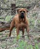 boerboel.jpg