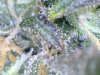 Trichomes (6).jpg