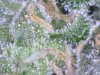 Trichome (3).jpg