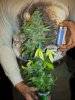 3008882_Gram_bud_grown_in_a_16_oz_bottle.jpg