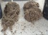 Air pot roots.jpg