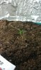 Grow1-8days4.jpg