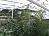 Greenhouse7.JPG