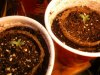 domina seedlings.jpg