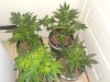 03-21-11 autos 4.jpg