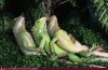 wtf-photos-videos-chilling-lizards.jpg