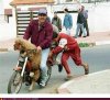 wtf-photos-videos-one-moped-for-all.jpg