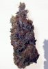 Spinning purple bud.jpg