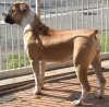 boerboel.jpg