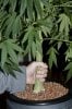 Sour_Diesel_Seed_Pic3.jpg