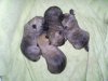 puppies 20th april 001.jpg