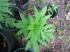 herb pics 039.jpg