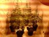 Ghetto Grow23.JPG