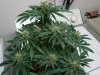 Day_61fromseed01.jpg