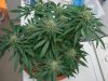 Day_61fromseed03.jpg