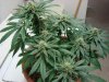 Day_61fromseed04.jpg