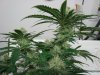 Day_61fromseed05.jpg