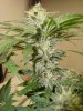 Day_61fromseed06.jpg