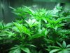 second generation lemon skunk and white widows DPQ, casey jones 002.JPG