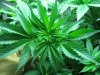 second generation lemon skunk and white widows DPQ, casey jones 015.JPG