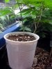 blue dream seedling 2.JPG