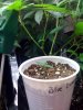 blue dream seedling.JPG