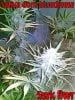 lankyblue cheese side bud-001.jpg