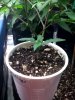 blue dream seedling 3.JPG