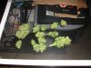 AK-48 Harvest 001.jpg