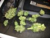 AK-48 Harvest 003.jpg