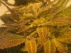 theskunkmunkie-274647-albums-tahoeog-deadheadog-cali-connection-picture1453130-tahoe-og-flowerin.jpg