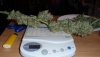 Lemon_Harvest_54grams!.jpg