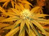 050208-Querkle_3_Day_29_budsite.JPG