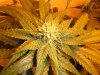 050208-Querkle_1_Day_29_budsite.JPG