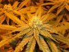 050208-Querkle_6_Day_29_budsite.JPG