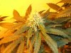 050208-Querkle_5_Day_29_budsite.JPG