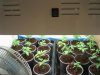 Seedlings wk#3 029.jpg