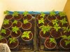 Seedlings wk#3 024.jpg